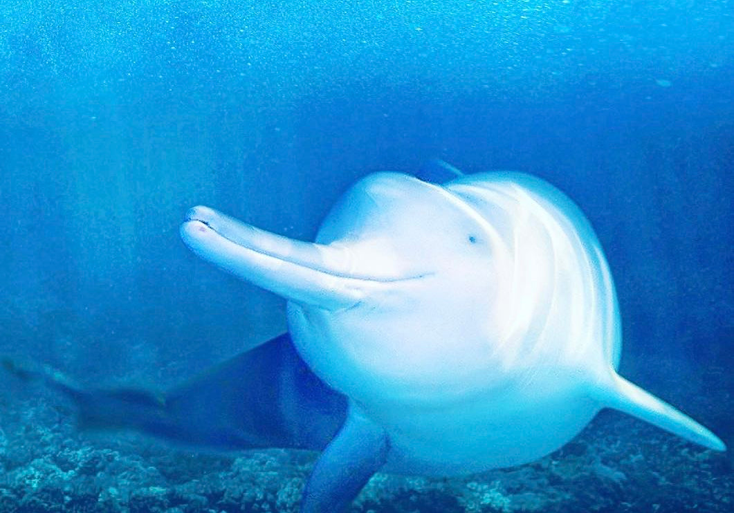 The Lipotes Vexillifer is known as the "Smiling Goddess" because of its lively and lovely slightly upturned mouth.
